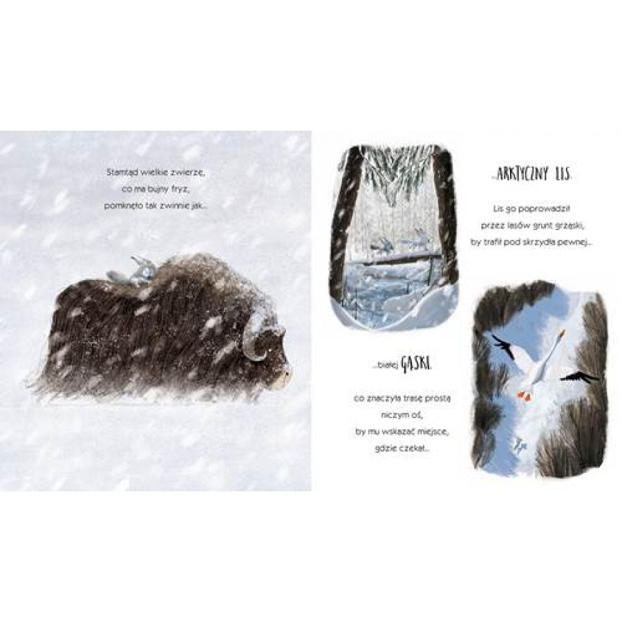 Wilk który się zgubił - Esy Floresy 